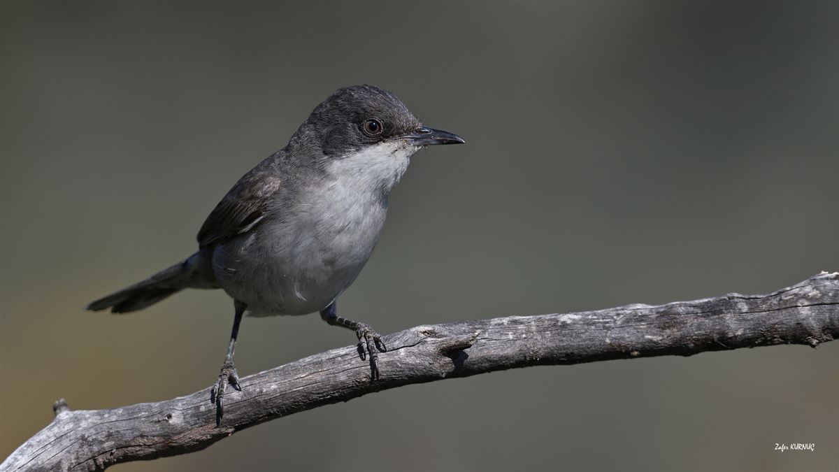 Eastern Orphean Warbler