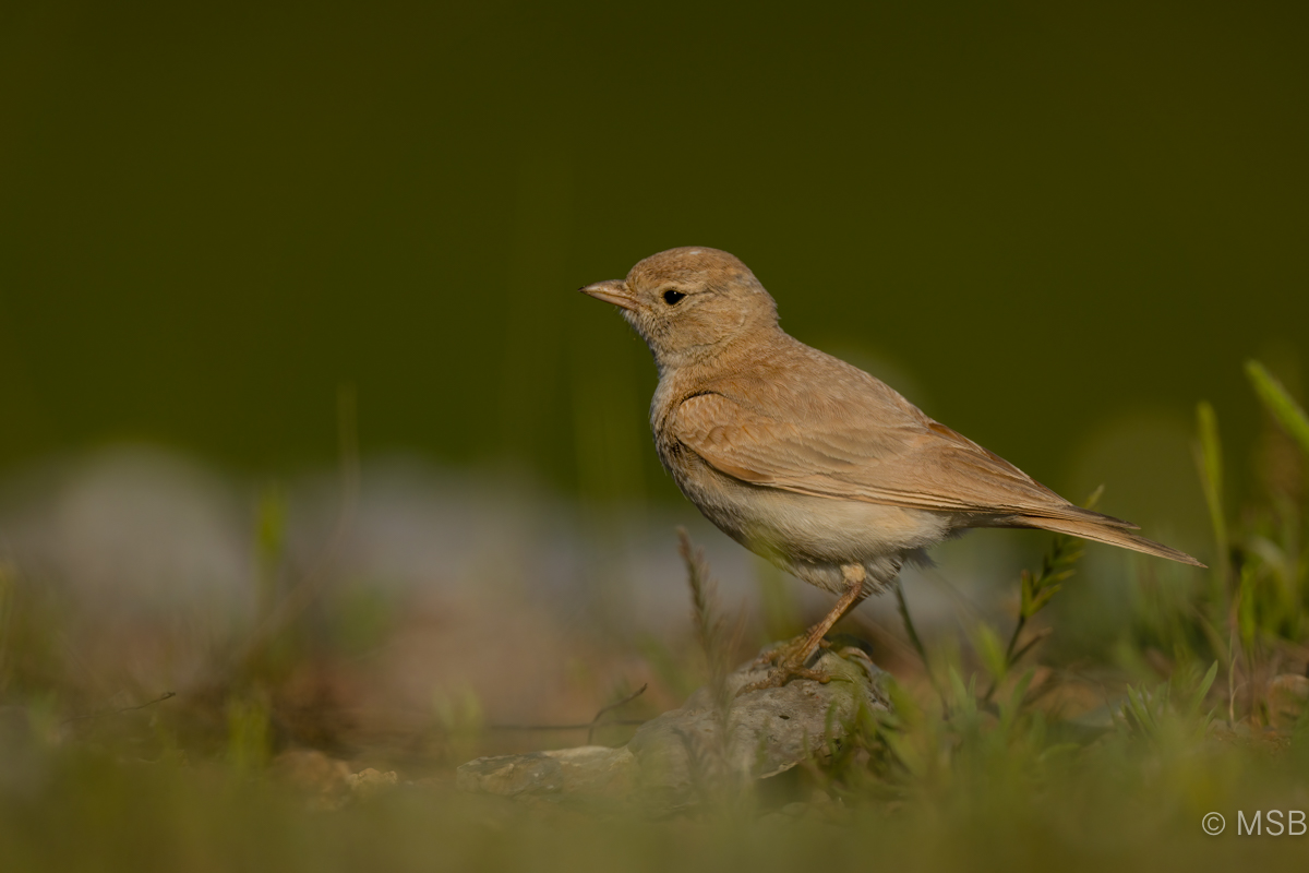 Bar-tailed Lark