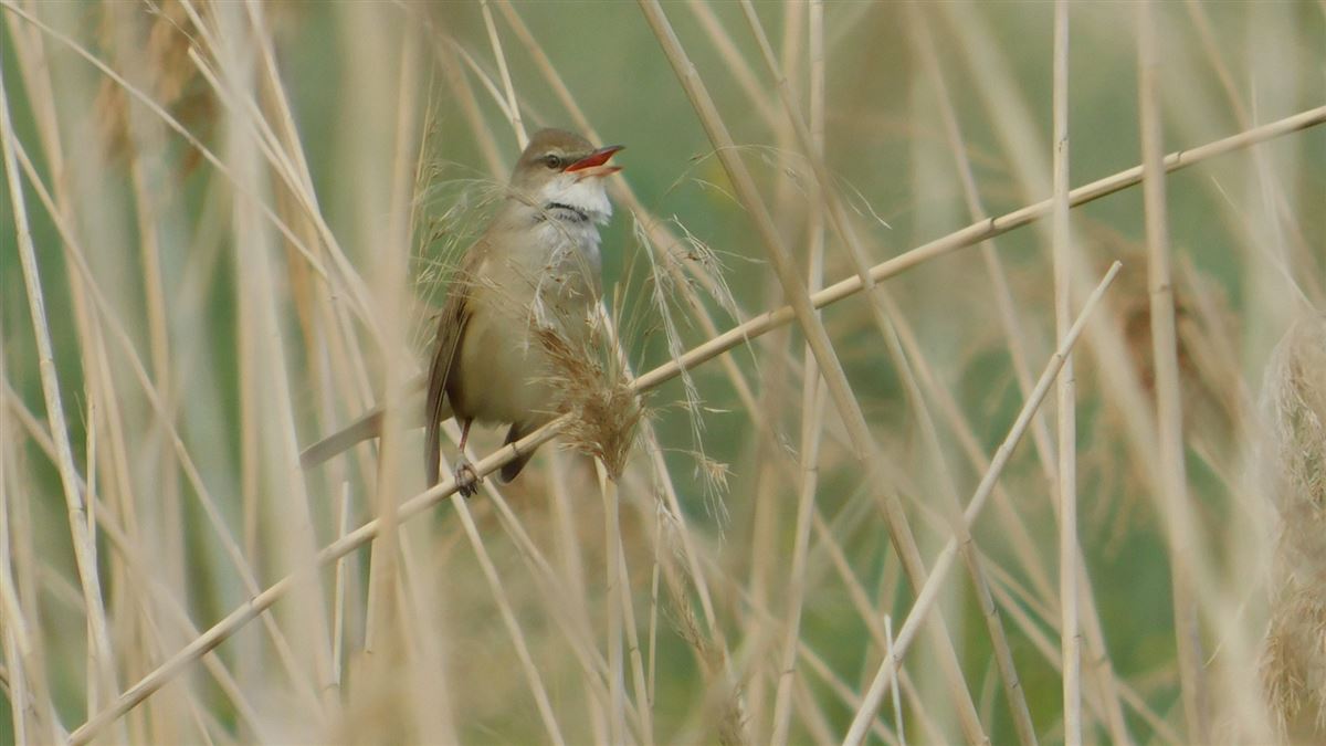 Great Reed Warbler