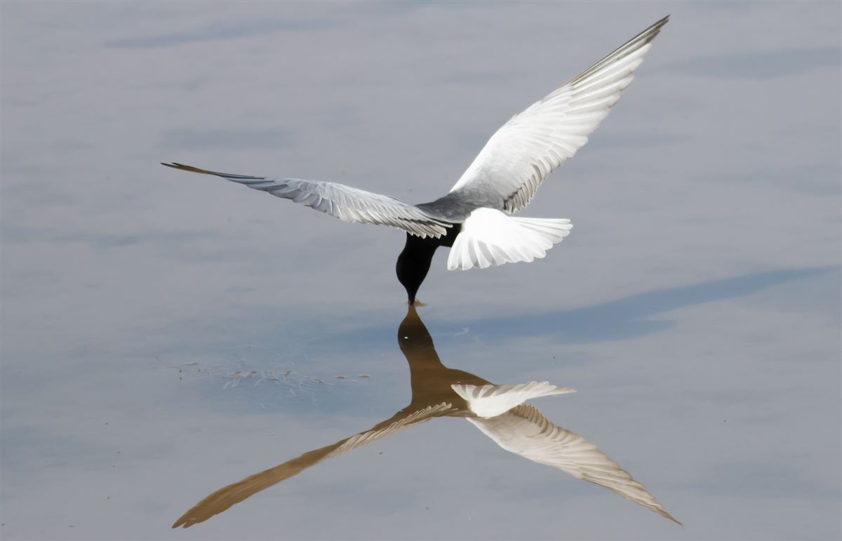 White-winged Tern