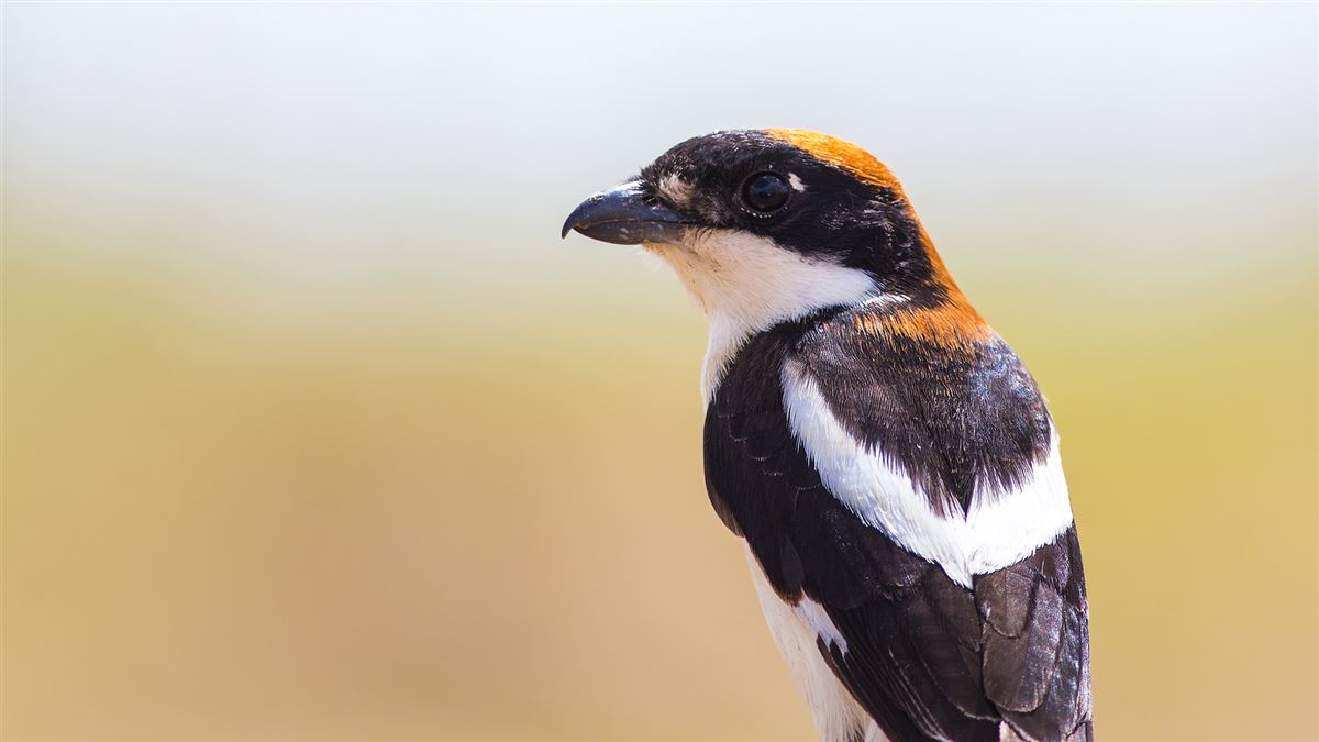 Woodchat Shrike