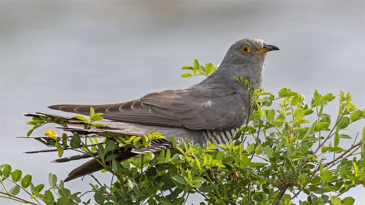 Common Cuckoo