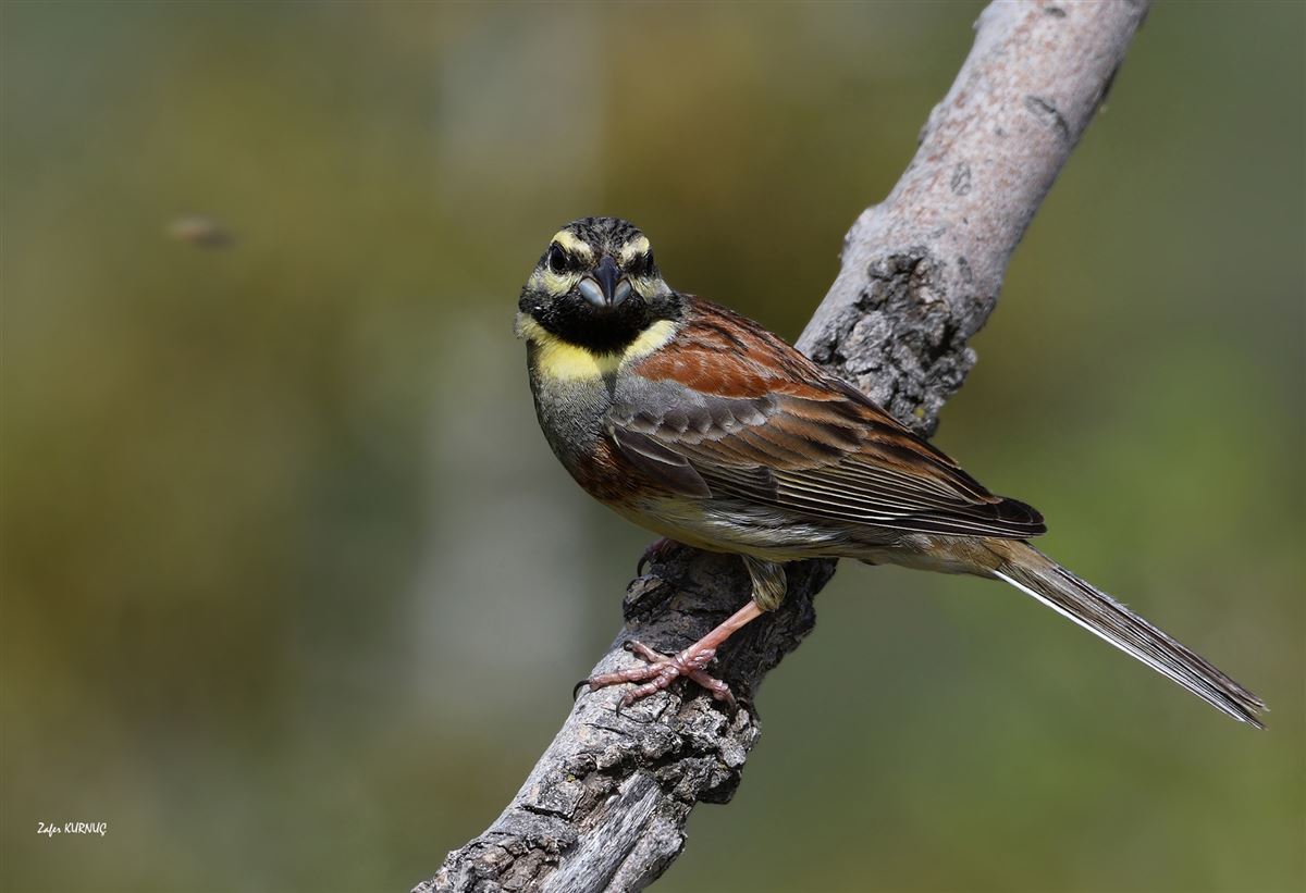Cirl Bunting