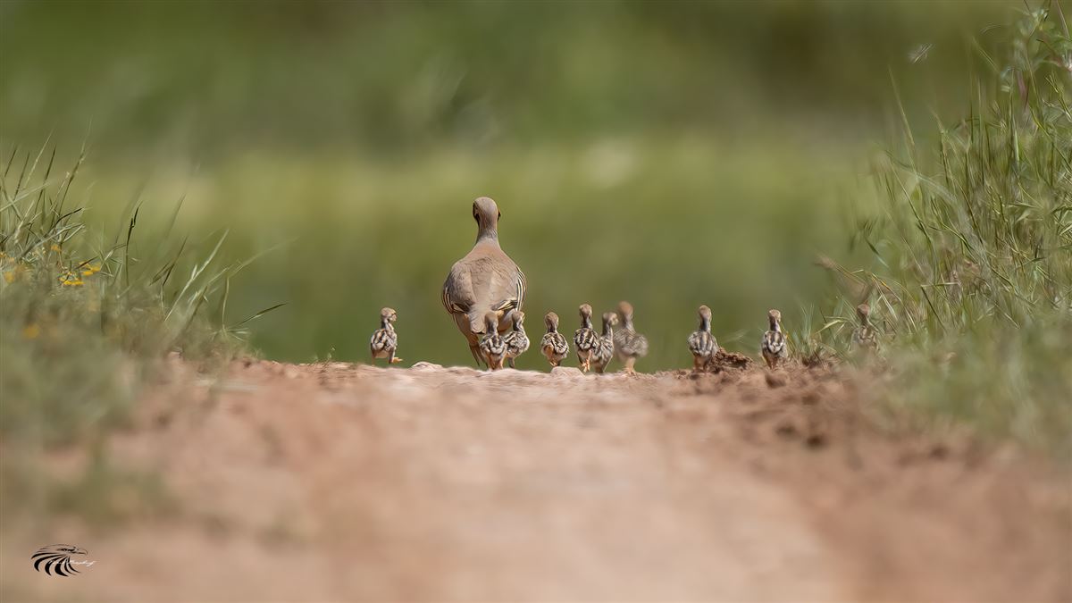 Chukar Partridge
