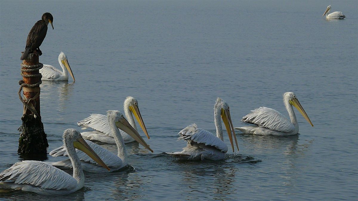 Dalmatian Pelican
