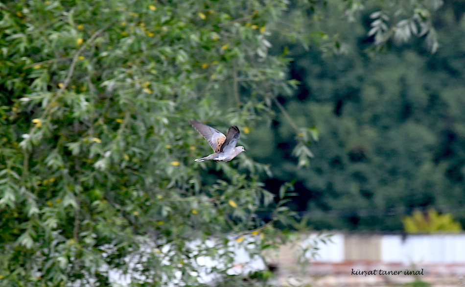 European Turtle Dove