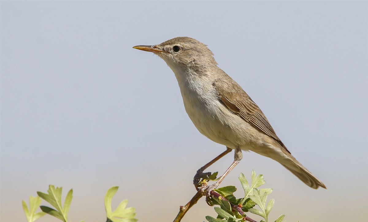 Eastern Olivaceous Warbler