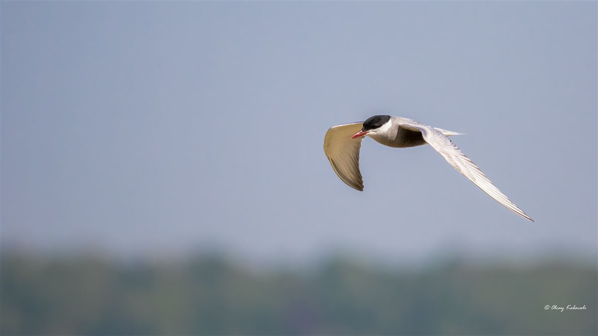 Whiskered Tern
