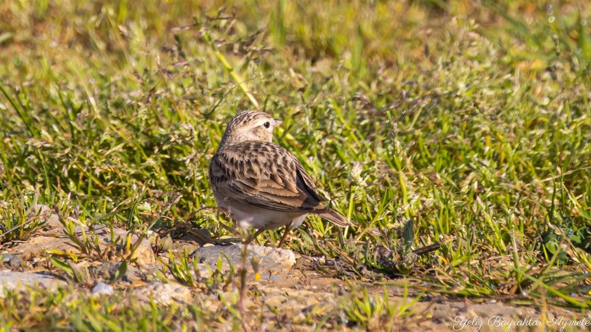 Greater Short-toed Lark