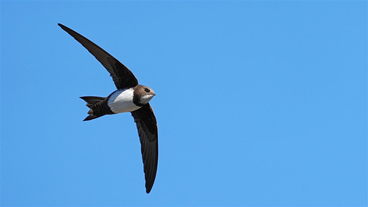 Alpine Swift