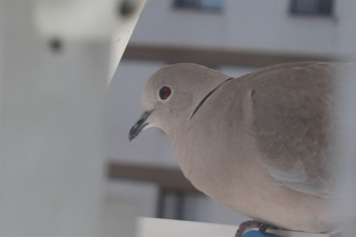 Eurasian Collared Dove