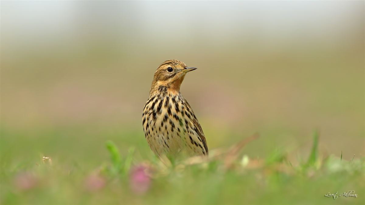 Red-throated Pipit