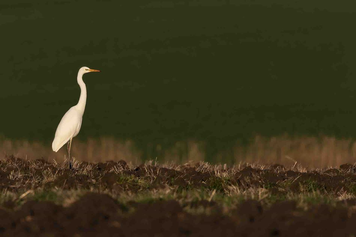 Great Egret