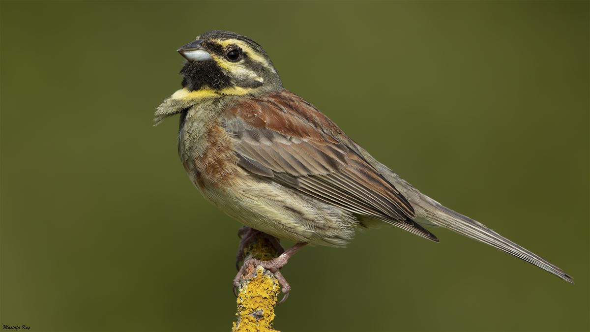 Cirl Bunting
