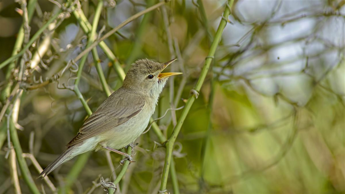 Eastern Olivaceous Warbler