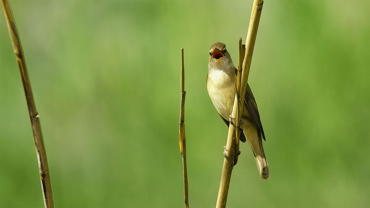 Great Reed Warbler