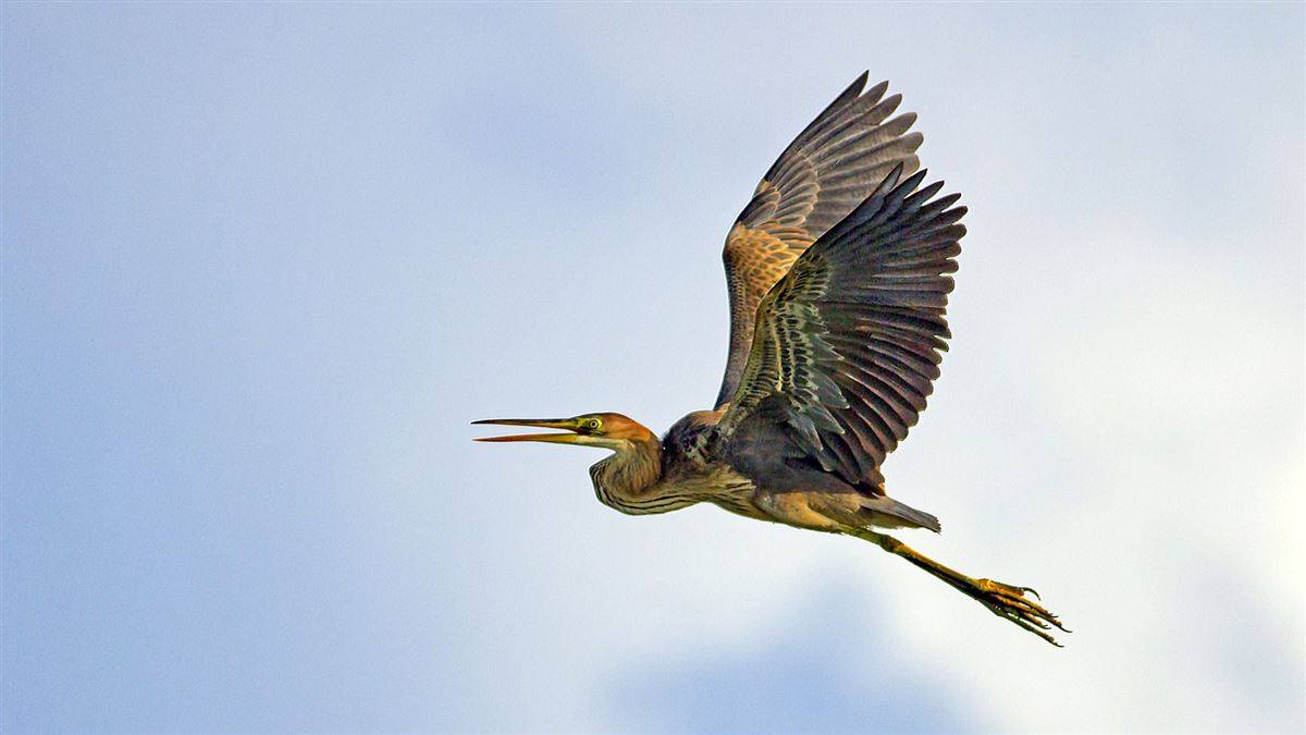 Purple Heron