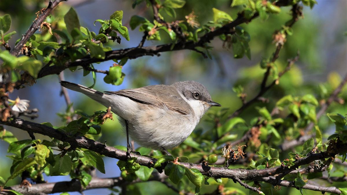 Lesser Whitethroat