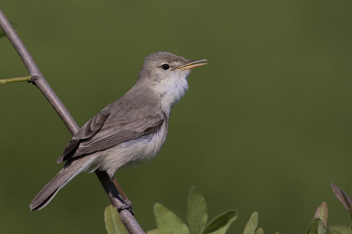 Eastern Olivaceous Warbler
