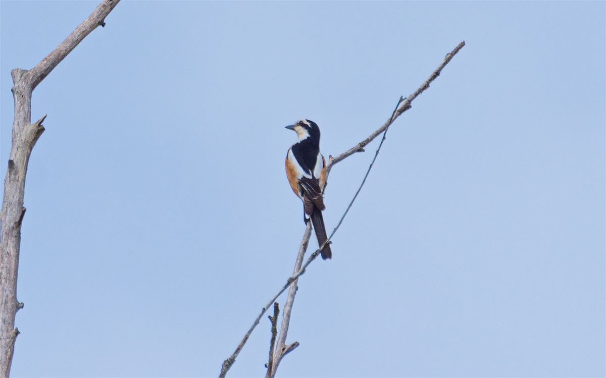 Masked Shrike
