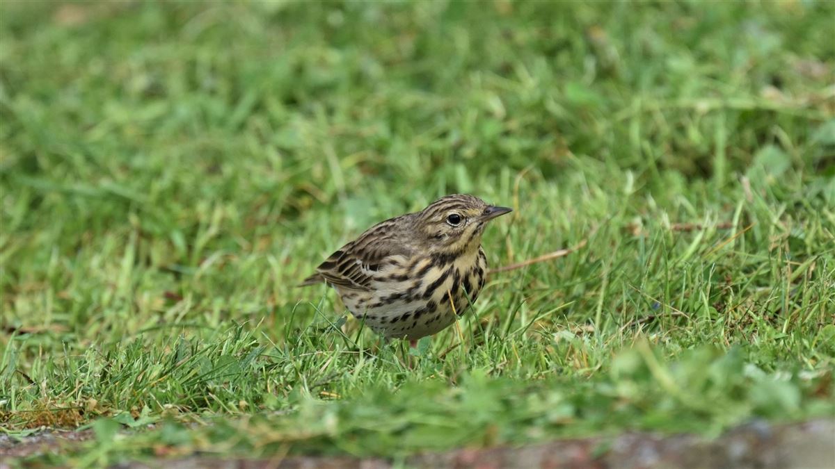 Tree Pipit
