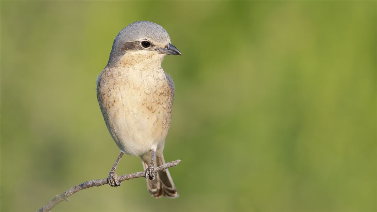 Red-backed Shrike