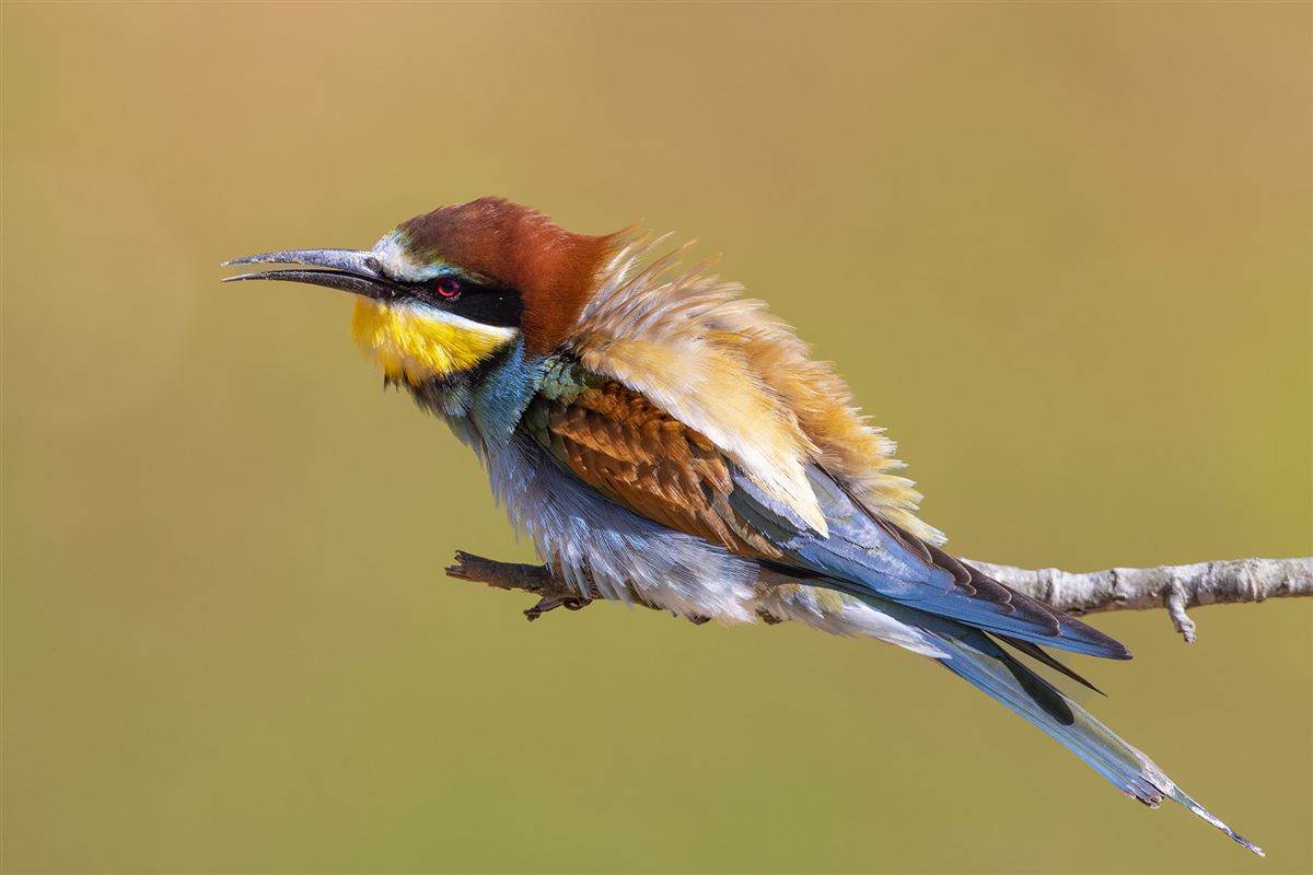 European Bee-eater