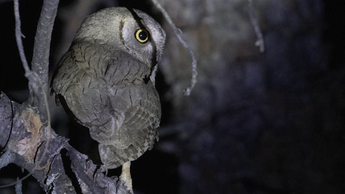 Pallid Scops Owl