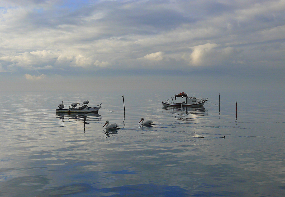 Dalmatian Pelican