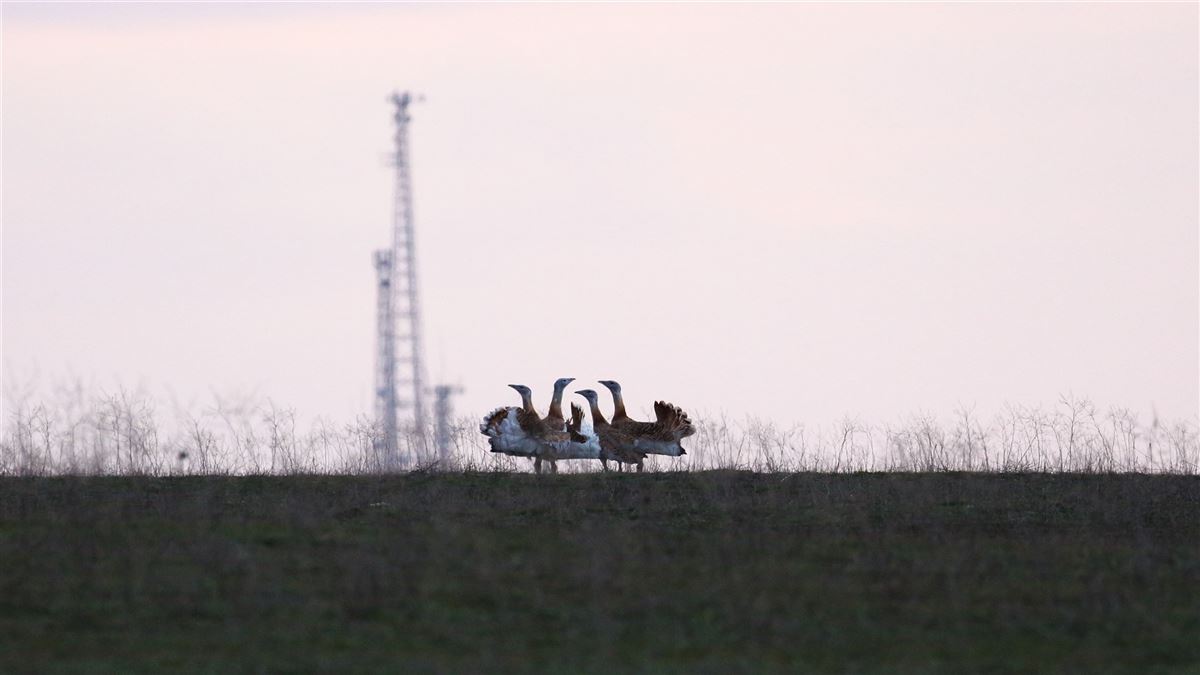 Great Bustard