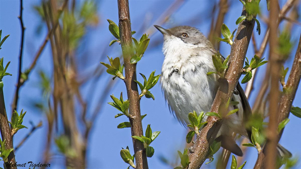 Lesser Whitethroat