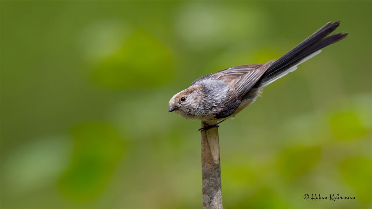 Long-tailed Tit