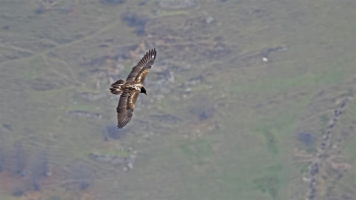 Bearded Vulture