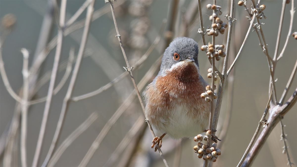 Subalpine Warbler