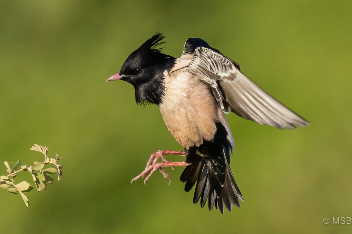 Rosy Starling