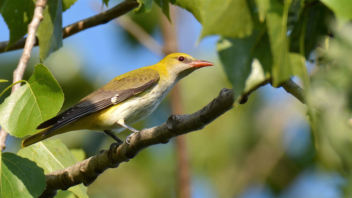 Eurasian Golden Oriole