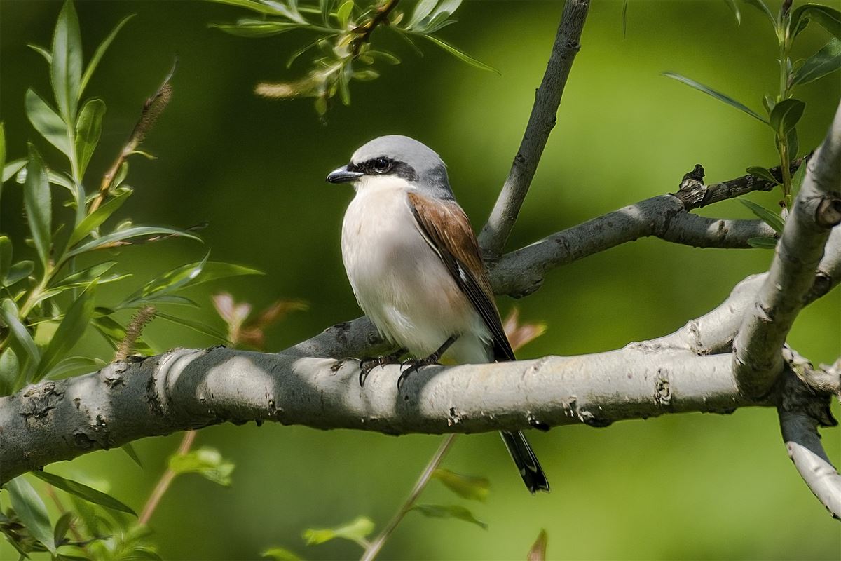 Red-backed Shrike