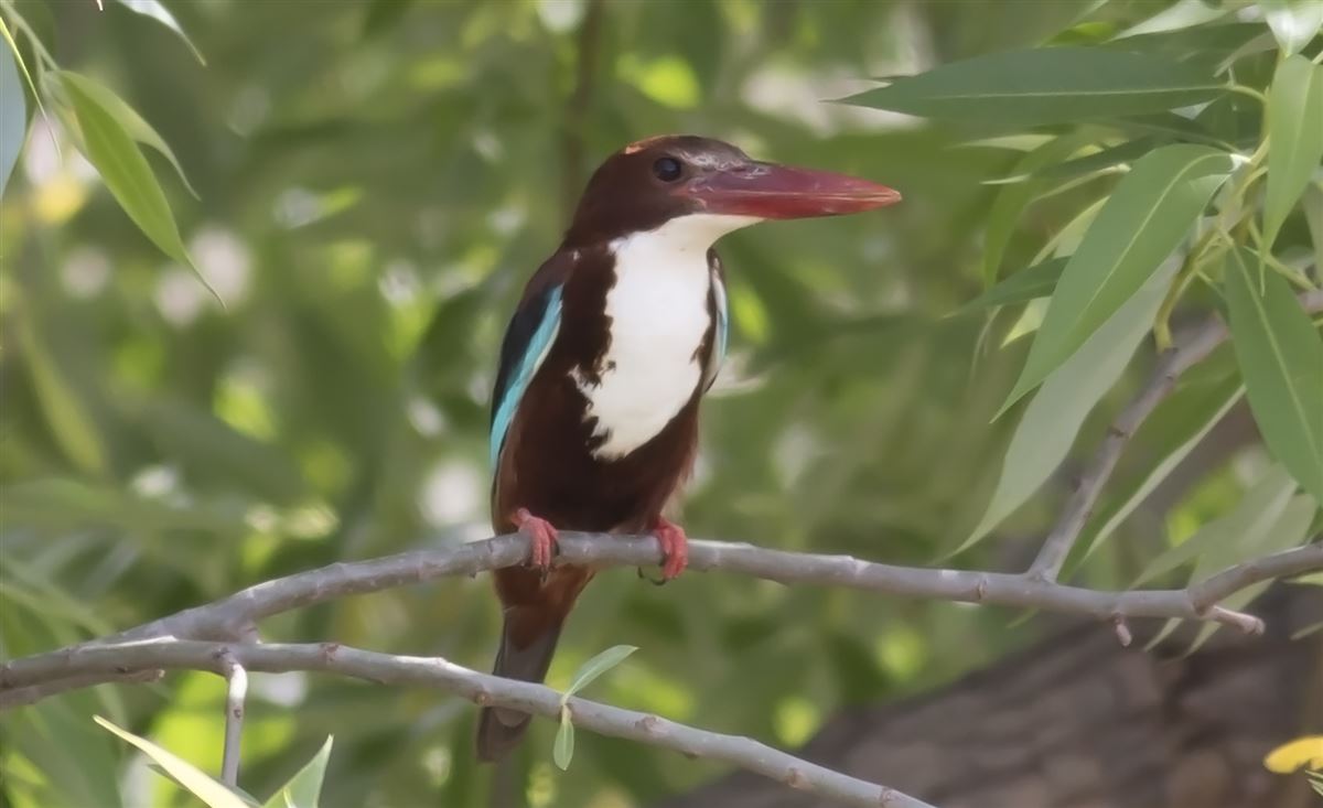 White-throated Kingfisher