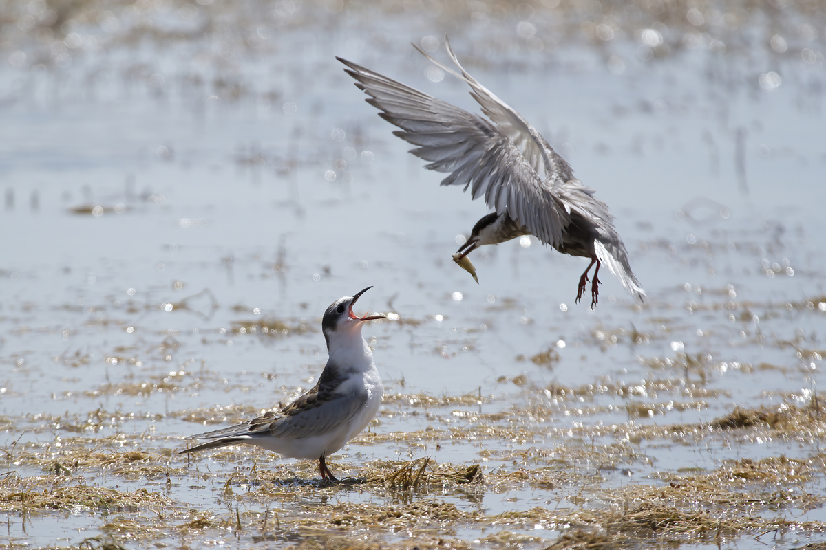 Whiskered Tern