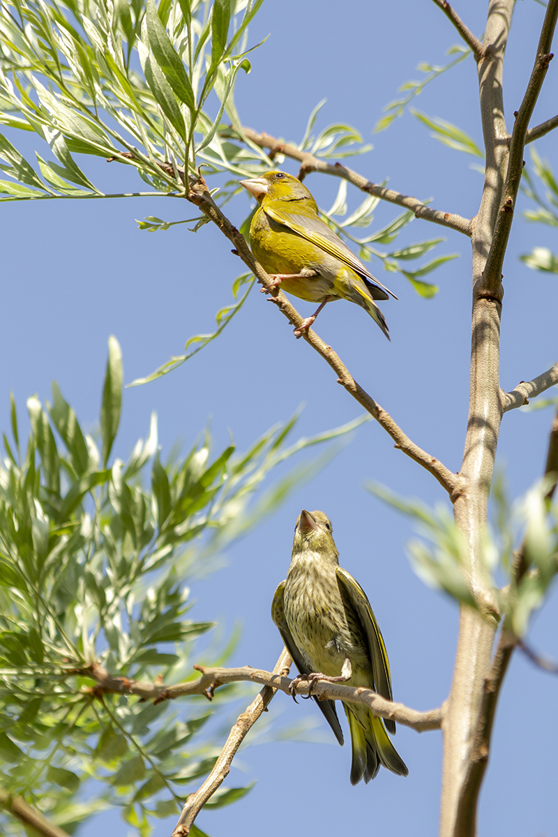 European Greenfinch