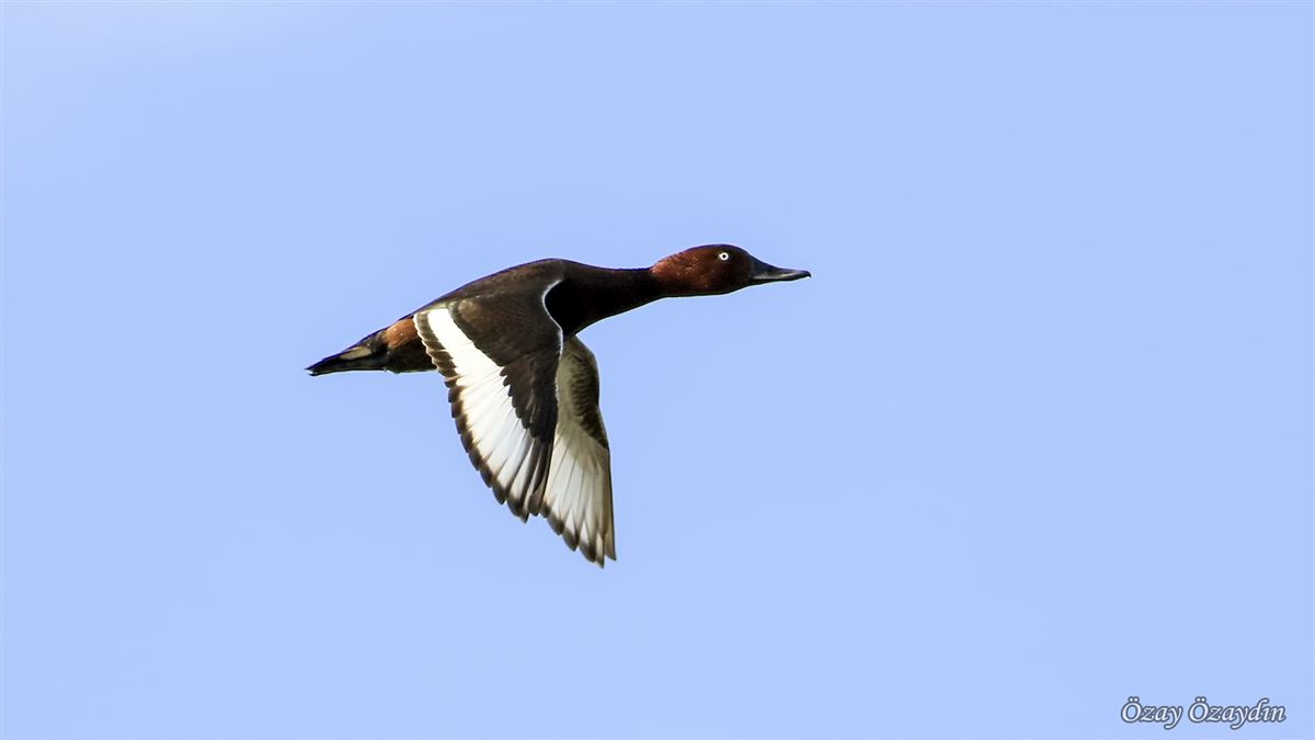 Ferruginous Duck