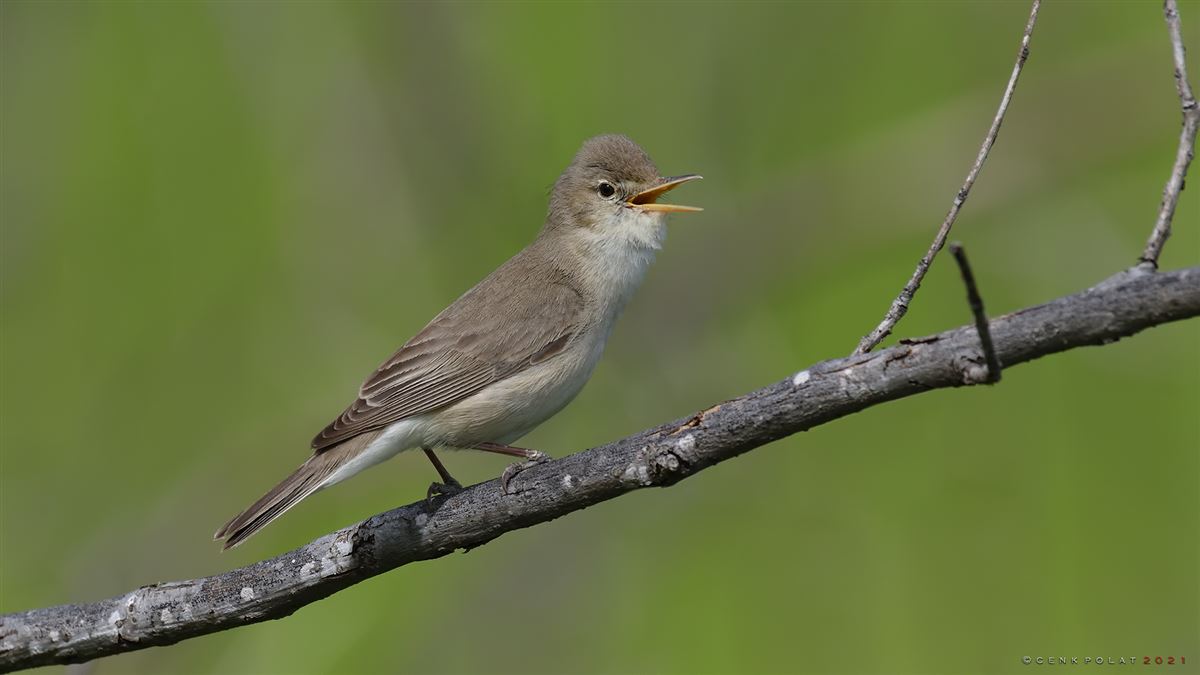 Eastern Olivaceous Warbler