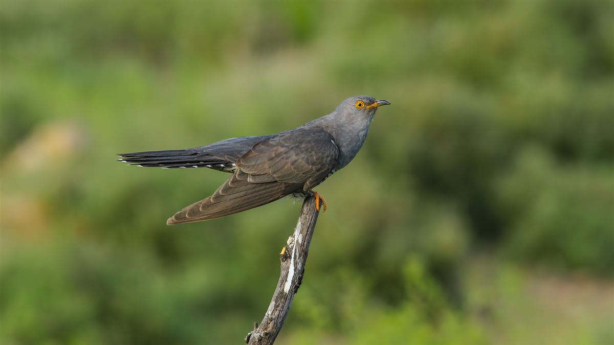 Common Cuckoo