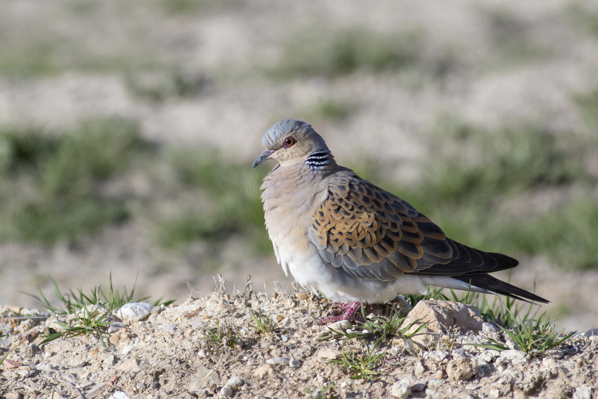 European Turtle Dove