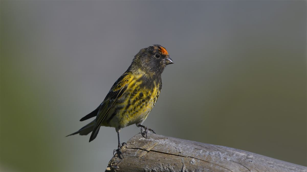 Red-fronted Serin