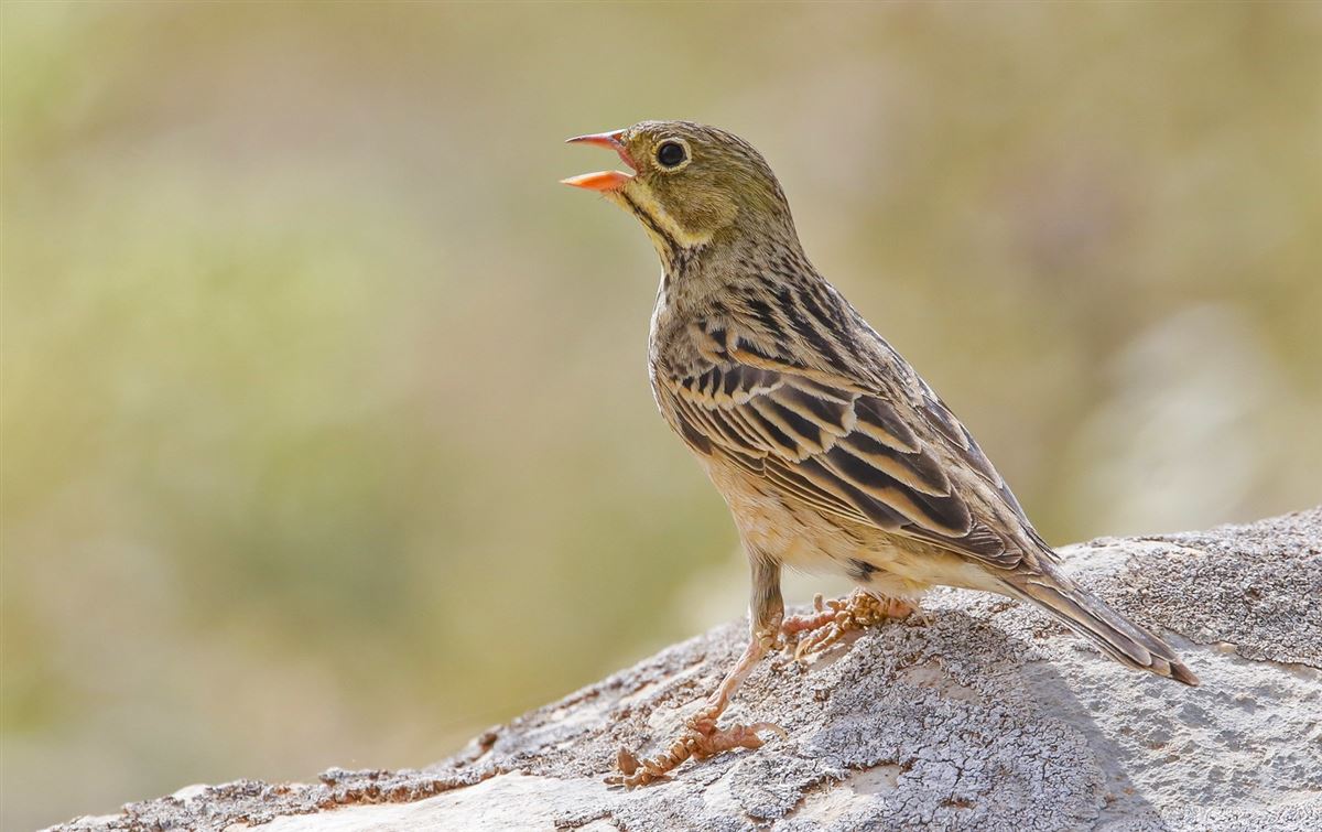 Ortolan Bunting