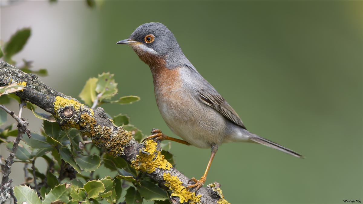 Subalpine Warbler