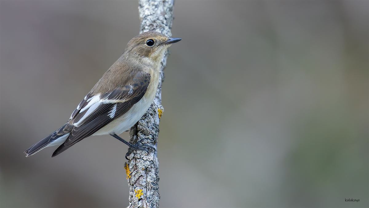 Collared Flycatcher