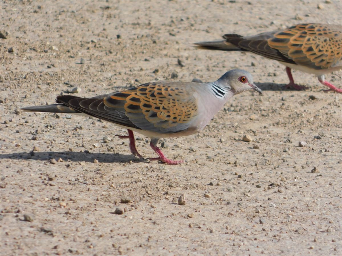 European Turtle Dove