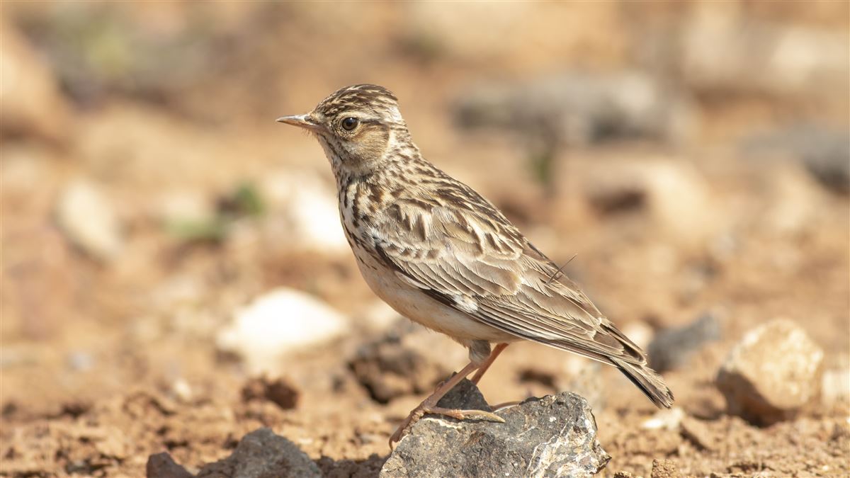 Woodlark